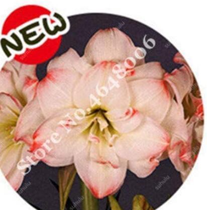 100 Pots Amaryllis Bonsai Pots Hippeastrum Flowers for Home Garden Lilies T