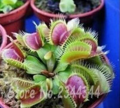 300 Pieces Potted Fly Trap Garden Seed Dionaea Muscipula Giant Clip Venus Mostrampa Terrace Garden Carnivorous Plant Se Eed Decoration - (Color : 2)