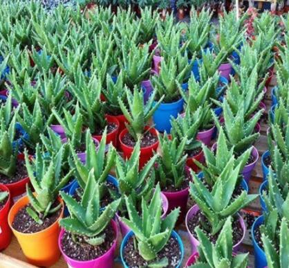 50 Pcs Green Aloe Vera Plants Edible Beauty Edible Cosmetic Vegetables and Fruit Seed Herb Tree Plants for Home & Garden - (Color: 2)