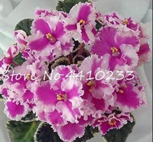50 Pcs Purple Small Colorful Rare African Flower Plants for Garden, Indoor Perennial Herbs, Matthiola incana Plants - (Color: R)