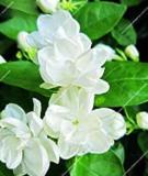 Arabian Jasmine Pure White Jasmine Plant Beautiful Bonsai Flower Plant in Pot Indoor Plants for Home Garden 10 pcs/Bag