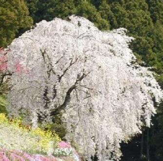 Bonsai Tree Japanese Sakura Seed Rare Japanese Cherry Blossoms Flowers Seed in Bonsai,Pink Prunus Serrulata 10 pcs for Sale - (Color: 5)