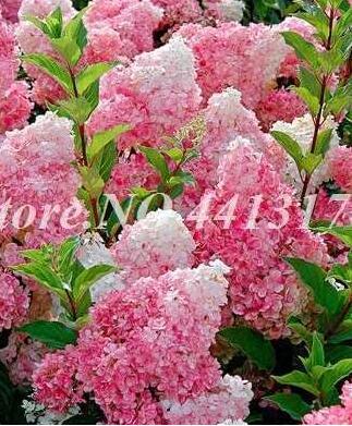 40pcs/ Bag Vanilla Strawberry Hydrangea Flower Seedsfor Planting Flower Bonsai or Tree Hydrangea Macrophylla Home Garden Decor - (Color: 10)