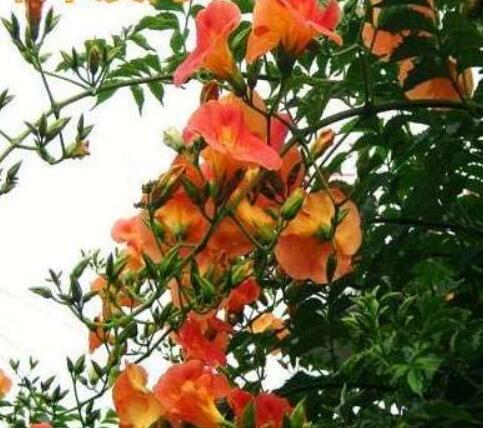 20pcs Campsis Seeds, Trumpet Vine, Trumpet Creeper Flower - DIY Home Garden D034 - (Color: 2)