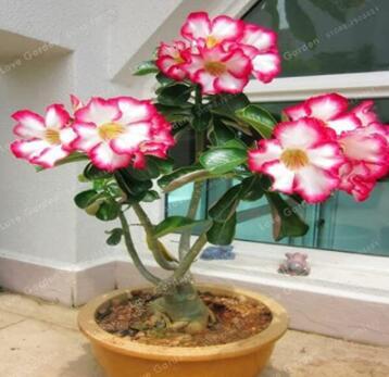 1PC Desert Rose Seeds White Flowers with Rose Pink Edge Big Blooms Single Petals