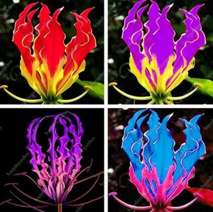 300 Pcs Rare Flame Lily Seeds Not Lily Bulbs It is Bonsai Lily Flower Bonsai Pleasant Fragrance Seed for Home & Garden Decor - (Color: Mix)