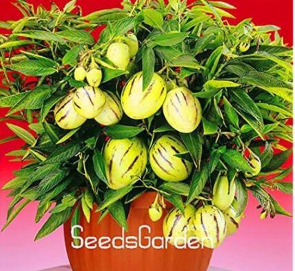 100 Pieces/Lot Genuine! Melon Tree Seed, Pepino Plants, Fruit Garden, Non GMO,Organic Fruit