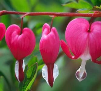 100Pcs/Pack Dicentra Spectabilis Seeds Rare Orchid Bleeding Heart Garden Plants Seeds - (Color: Red)