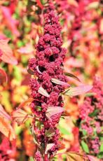 100 RED Head Quinoa Grain Chenopodium Quinoa Pink & Red Heads - White (Best Seeds) Can Grow in Pot