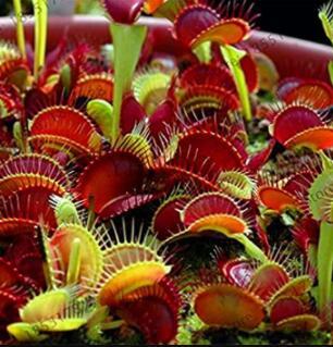 20 units / package of insectivorous plants in mallet, see the Giant Dionaea Muscipula Clip Venus Flytrap Carnivorous Plants Plan