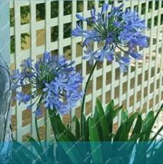 50PCS Agapanthus Africanus Beautiful Home Garden Flower Easy Care and Drought Tolerant