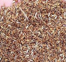 30000Pcs Zoysia Japonica Grass See Details - (Color: Seed)
