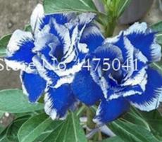 Rare Blue White Desert Rose Adenium, Professional Pack, 5 Seeds / Pack, amazing color
