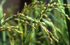 Brown Basmati Rice Seeds - Grow Your Own - theseedhouse - 400 Organic Seeds
