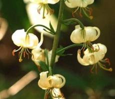 White TURK'S Cap Lily Lilium Martagon Mortagon Michigan Wildflower 200 Rare Seed