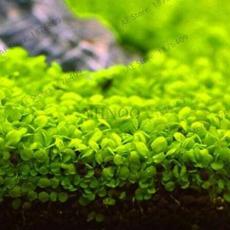 300 PCS Aquarium Aquatic Water Grass Plant Glossostigma Hemianthus Callitrichoides Bonsai Fish Tank Decoration Landscape ORN - (Color: Mix)