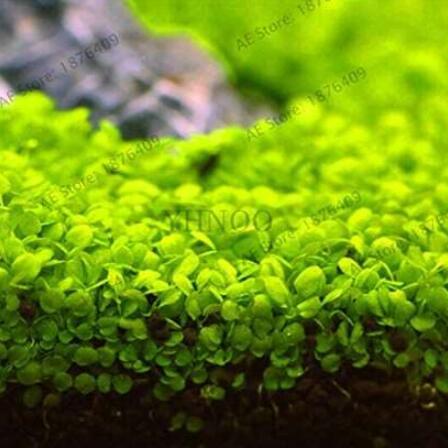 300 PCS Aquarium Aquatic Water Grass Plant Glossostigma Hemianthus Callitrichoides Bonsai Fish Tank Decoration Landscape ORN - (Color: Mix)