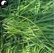 Ryegrass Grass Semente 1000pcs Plant Evergreen Forage Grass Ryegrass