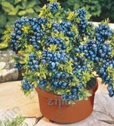200 Blueberry Seeds