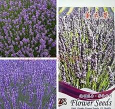 100% Real Lavender Potted Plants, Each containing 15 Capsules, is Suitable for Planting in Home Gardens. The Flowers are Purple