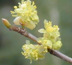 Spicebush, Lindera benzoin, Shrub 10 Seeds (Fragrant, Fall Colors)