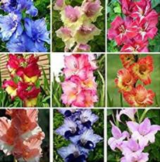 100 Bonsai Cut Gladiolus Flowers for Garden, Perennial Potted Plants, Indoor Gladiolus Aerobic Flowers, Flowers - (Color: Multicolor)