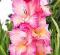 100 Pcs Bonsai Cut Gladiolus Flowers for Garden, Perennial Potted Plants, Indoor Aerobic Gladiolus Flowers, Flowers