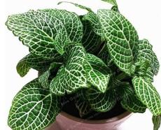 Fittonia Verschaffeltii Seed Mini Easy Planting Balcony Fun Indoor Potted Flowers Seed DIY Home Garden Flower 100 Pcs - (Color: 1)