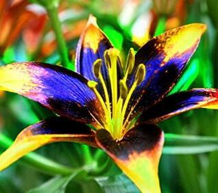 1Pcs Lily Bulbs, Perfume Lily , Dark Yellow Purple Lily Flower Garden Plant Mixing Colors