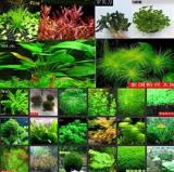1000pcs/lot - (15 types) Aquarium Grass Water Aquatic Plant Family Seeds Sementes