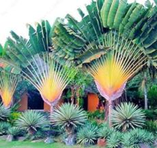 10 pcs/ Bag Japan Cycas Indoor Drawf Seed Potted Outdoor Sago Palm Tree Flower Plant for Home Garden Pot Decor Easy to Grow