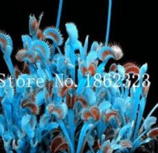 100 Pcs Potted Insectivorous Plants Dionaea Muscipula Giant Clip Venus Flytrap Seed Carnivorous Plant DIY Home Garden (Color: 2)