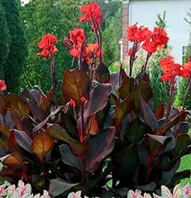 Flower Canna Lily Bulbs - Ermine - Tropical House Plant - White Flowers - 2 Bulbs - (Color: 2)