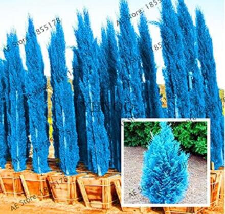 100Pcs/PackCypressTreesSeeed,ConiferBlueIceArizonExoticCypressTreeGarden