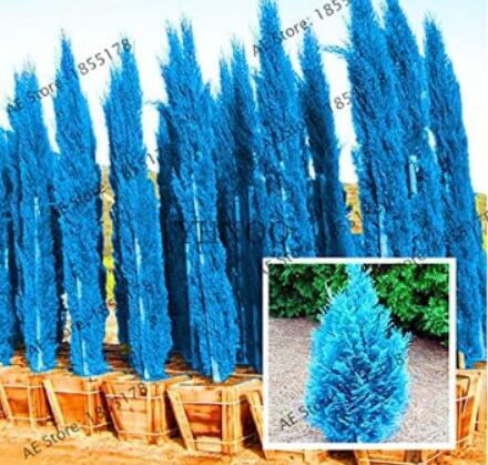 100 Pcs/Pack Cypress Trees See ed,Conifer Blue Ice Arizon Exotic Cypress Tree Garden