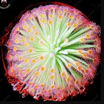 100 Seeds Giant Dionaea Muscipula Carnivorous Plants Fly Clip Se Eed For Garden - (Color: Light Yellow)