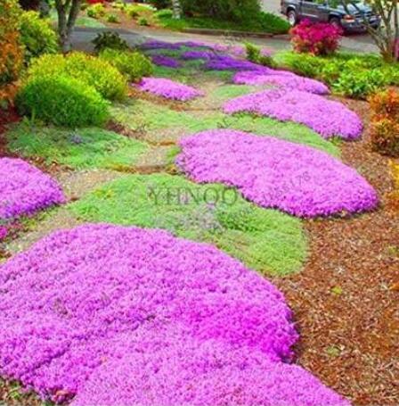 100 pcs/Bag Creeping Thyme Bonsai or Multi-Color Rock CRESS Plant - Perennial Flower Flores Ground Cover Flower Garden - (Color: 3)