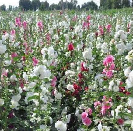50pcs / lot of red Scented Geranium Flower (Althaea rosea) DIY Home Decorative Garden, Many Years of Growth, Easy to Grow - (Color: 6)