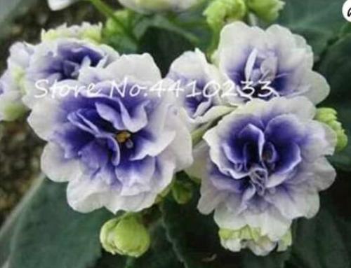 100 Pcs Mini Seed Violet Plants Colorful Rare African Flower for Garden Perennial Herb Indoor Matthiola Incana Plants - (Color: a)