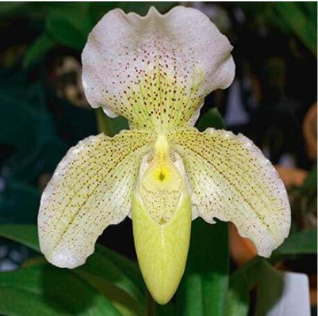 100pcs/Bag Paphiopedilum Orchid Seeds Orchid Bonsai Plants Flowers Seeds for Home Garden Plant