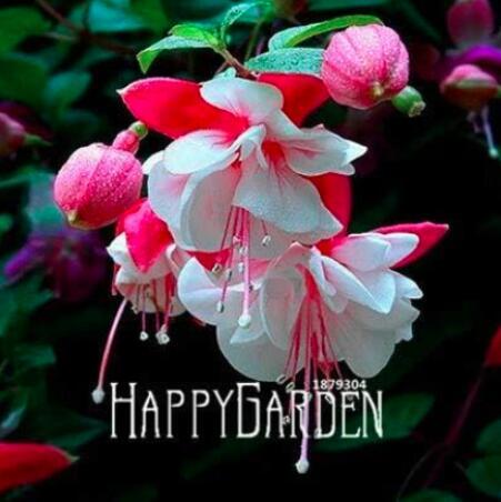 50PCS Fuchsia Seeds Rose Red White Double Flowers