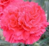 Beautiful Carnation Seed, Carnation Seed, Carnation Seed for Indoors and Gardens, 200pcs