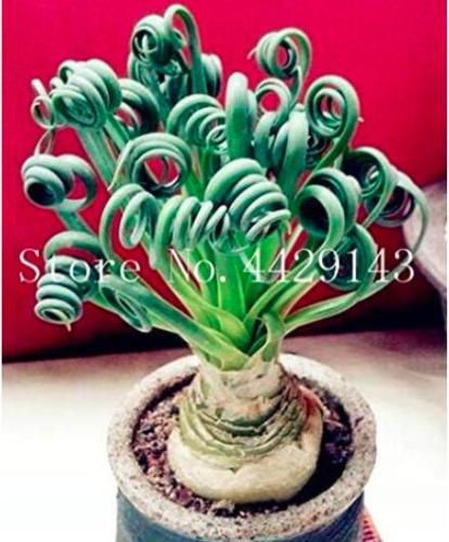 500 Pcs Spring Grass Plant Succulents Plant Grass DIY See ed Potted Garden Home Exotic Plant Spiral Grass Ornamental Seed
