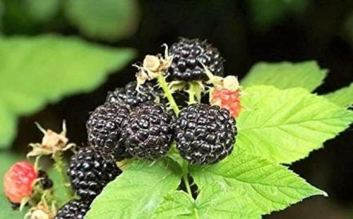 50 Seeds Black Raspberry Rubus Bush Fruit Seeds Comb Sh Non-Hybrid, Open-Pollinated, Suited for Canadian Climate
