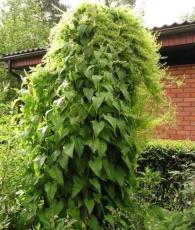 20 Caucasian Spinach Seeds -Hablitzia tamnoides, Perennial, Organic