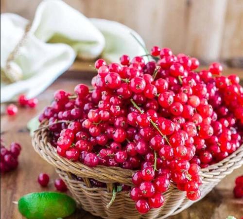 50 Seeds Red Currant Seeds Ribes Rubrum Easy to Seasons, Meaningful Gift