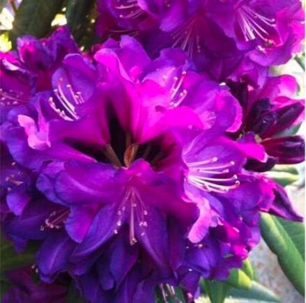 100pcs / Bag Rare Azalea Rhododendron Plants Biji Potted Like Geranium Lilies Semillas De Flores Raras Plant Bonsai Home Garden