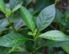 50 Pcs-Bitter Leaf Seeds-Vernonia Amygdalina-V023-Highly Useful and Medicinal