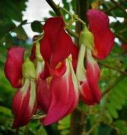 Sesbania grandiflora | Vegetable Hummingbird | Agati | Baby boots | 5_Seeds