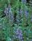 20 Great Blue Lobelia Seeds Shade Flowers